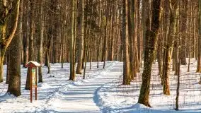 Las miejski w Giżycku, zimowa odsłona, luty 2021 r. - zdjęcie 18