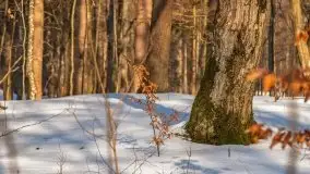 Las miejski w Giżycku, zimowa odsłona, luty 2021 r. - zdjęcie 15