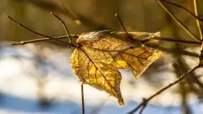 Las miejski w Giżycku, zimowa odsłona, luty 2021 r. - zdjęcie 13