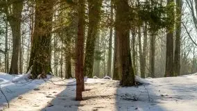 Las miejski w Giżycku, zimowa odsłona, luty 2021 r. - zdjęcie 21