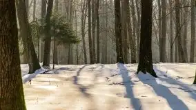 Las miejski w Giżycku, zimowa odsłona, luty 2021 r. - zdjęcie 44