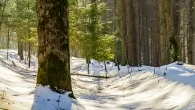 Las miejski w Giżycku, zimowa odsłona, luty 2021 r. - zdjęcie 36