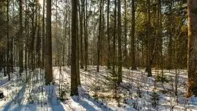 Las miejski w Giżycku, zimowa odsłona, luty 2021 r. - zdjęcie 51
