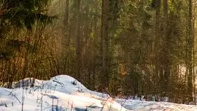 Las miejski w Giżycku, zimowa odsłona, luty 2021 r. - zdjęcie 43