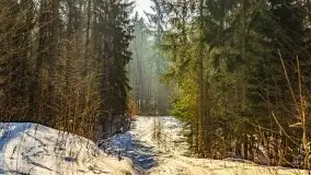 Las miejski w Giżycku, zimowa odsłona, luty 2021 r. - zdjęcie 33