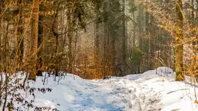 Las miejski w Giżycku, zimowa odsłona, luty 2021 r. - zdjęcie 45