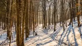 Las miejski w Giżycku, zimowa odsłona, luty 2021 r. - zdjęcie 47