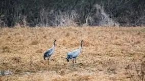 Miłośnicy Mazur - przedwiośnie na zdjęciach Staszka Sielewicza - zdjęcie 13