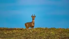 Miłośnicy Mazur - przedwiośnie na zdjęciach Staszka Sielewicza - zdjęcie 38