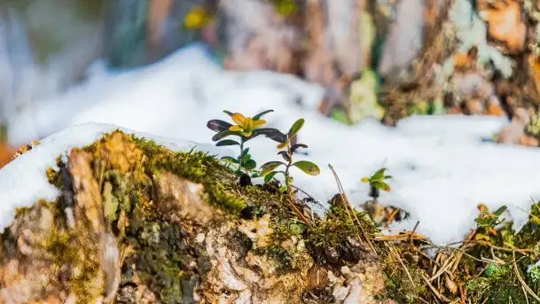 Przedwiośnie 2021 nad jeziorem Białym - zdjęcie 2