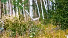 Przedwiośnie 2021 nad jeziorem Białym - zdjęcie 11