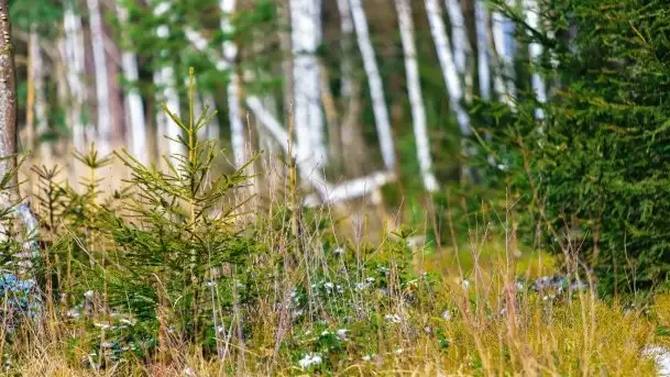 Przedwiośnie 2021 nad jeziorem Białym - zdjęcie 11