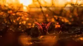 Efekt halo - zachód słońca nad jeziorem Dargin - zdjęcie 26