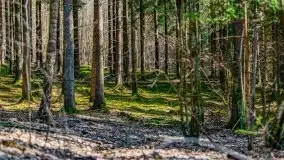 Wiosna w rezerwacie przyrody Borki, marzec 2021 - zdjęcie 12