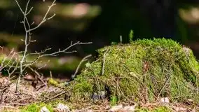 Wiosna w rezerwacie przyrody Borki, marzec 2021 - zdjęcie 15