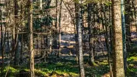 Wiosna w rezerwacie przyrody Borki, marzec 2021 - zdjęcie 43