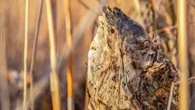 Przedwiosenny zachód słońca w porcie Kal, jezioro Mamry - zdjęcie 7