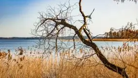 Wiosenny las przy jeziorze Gołdopiwo - zdjęcie 4