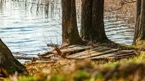 Wiosenny las przy jeziorze Gołdopiwo - zdjęcie 8