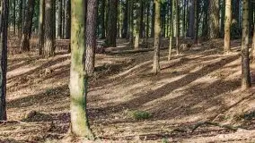 Wiosenny las przy jeziorze Gołdopiwo - zdjęcie 14