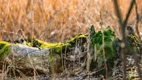 Wiosenny las przy jeziorze Gołdopiwo - zdjęcie 12