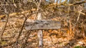 Wiosenny las przy jeziorze Gołdopiwo - zdjęcie 17