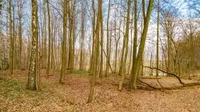 Mazurska przyroda w lesie Szczybały Giżyckie - zdjęcie 38