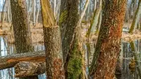 Mazurska przyroda w lesie Szczybały Giżyckie - zdjęcie 44