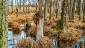 Mazurska przyroda w lesie Szczybały Giżyckie - zdjęcie 10