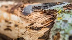 Mazurska przyroda w lesie Szczybały Giżyckie - zdjęcie 51