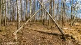 Mazurska przyroda w lesie Szczybały Giżyckie - zdjęcie 7