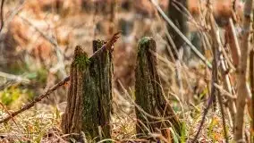 Mazurska przyroda w lesie Szczybały Giżyckie - zdjęcie 28