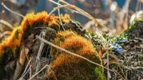 Mazurska przyroda w lesie Szczybały Giżyckie - zdjęcie 20