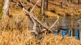 Mazurska przyroda w lesie Szczybały Giżyckie - zdjęcie 19