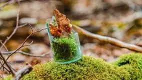 Mazurska przyroda w lesie Szczybały Giżyckie - zdjęcie 26