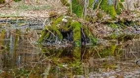 Mazurska przyroda w lesie Szczybały Giżyckie - zdjęcie 42