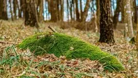 Mazurska przyroda w lesie Szczybały Giżyckie - zdjęcie 46