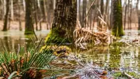 Mazurska przyroda w lesie Szczybały Giżyckie - zdjęcie 37