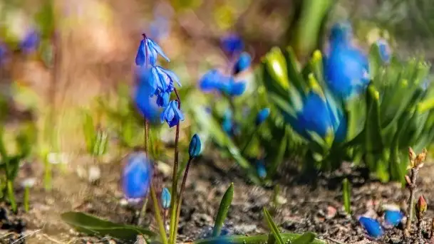 Szukaliśmy oznak wiosny w Olecku - zdjęcie 3