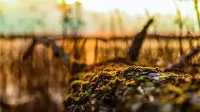 Kwietniowy deszczowy zachód słońca nad jeziorem Kruklin - zdjęcie 35