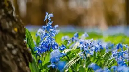 Mazurska przyroda - cebulice w giżyckim parku