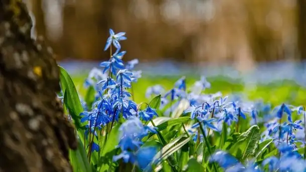 Mazurska przyroda - cebulice w giżyckim parku