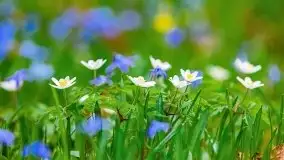 Mazurska przyroda - cebulice w giżyckim parku - zdjęcie 6