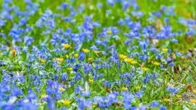 Mazurska przyroda - cebulice w giżyckim parku - zdjęcie 27