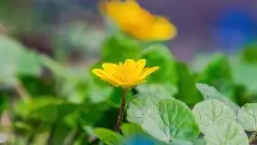 Mazurska przyroda - cebulice w giżyckim parku - zdjęcie 22