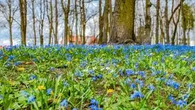 Mazurska przyroda - cebulice w giżyckim parku - zdjęcie 32