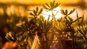 Wiosenny wschód słońca nad jeziorem Pozezdrze - zdjęcie 10