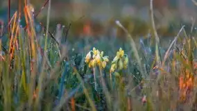 Majowy wschód słońca nad jeziorem Wojnowo - zdjęcie 14