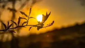 Majowy wschód słońca nad jeziorem Wojnowo - zdjęcie 48