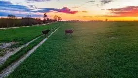 Wiosenne widoki z okolic Sztynortu, maj 2021 - zdjęcie 29